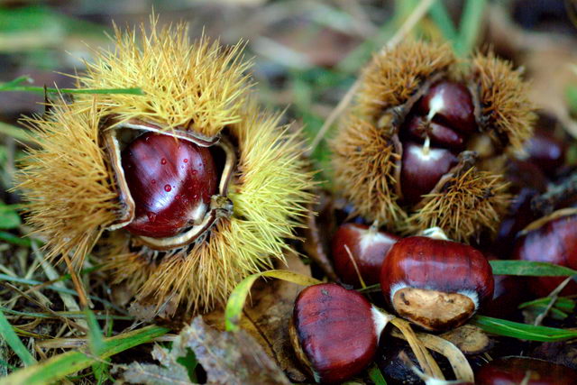  Image name: 14-castagne.jpg 
 width: 640 pixel 
 height: 427 pixel 
 Size: 75136 bytes 
 Click to enlarge 